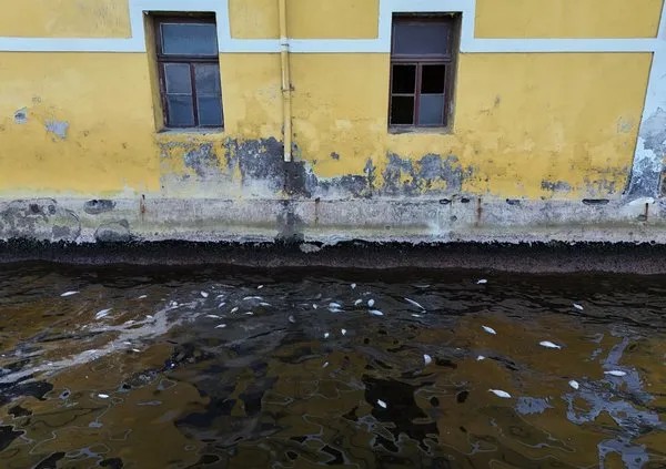 İzmir Körfezi'nde balık ölümleri sürüyor! İZSU bakıyor balıklar bir bir ölüyor